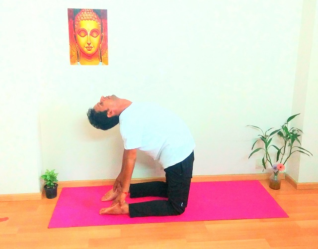 Ushtrasana yoga pose